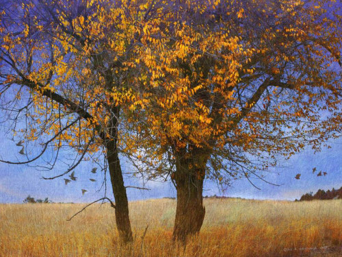 Yellow Elm Poster Print - Chris Vest