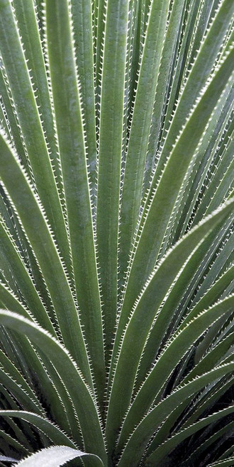 Cactus Celery Poster Print - Rachel Perry