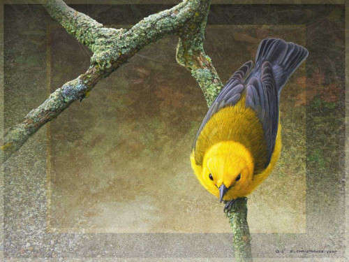 Prothonotary Poster Print - Chris Vest