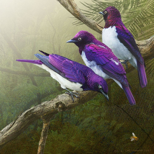 African Starlings Poster Print - Chris Vest