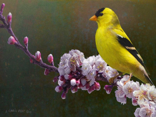 Goldfinch Flowers Poster Print - Chris Vest