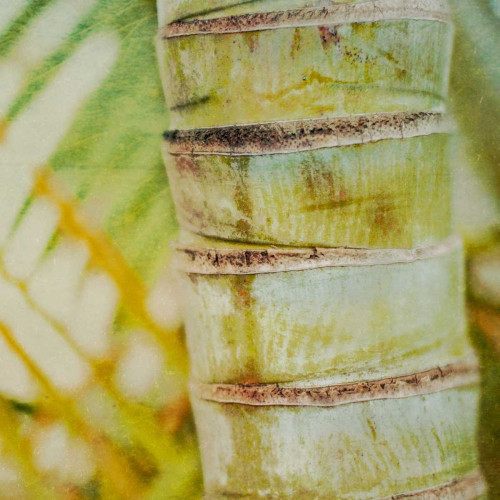 Tropical Texture II Poster Print - Emily Robinson
