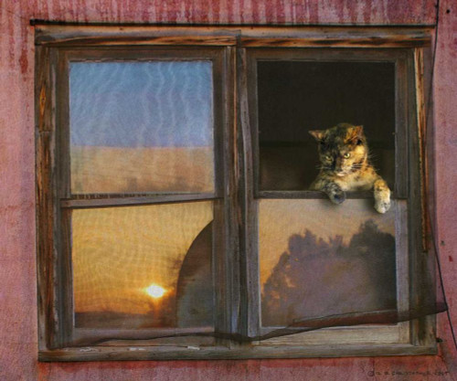Kitten Window Poster Print - Chris Vest