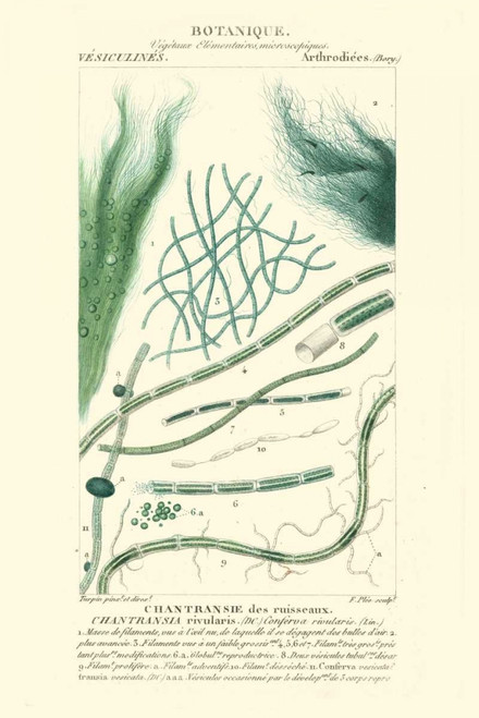 Turpin Botany III Poster Print - Turpin