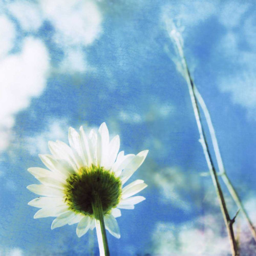 Daisies IV Poster Print - Ingrid Blixt