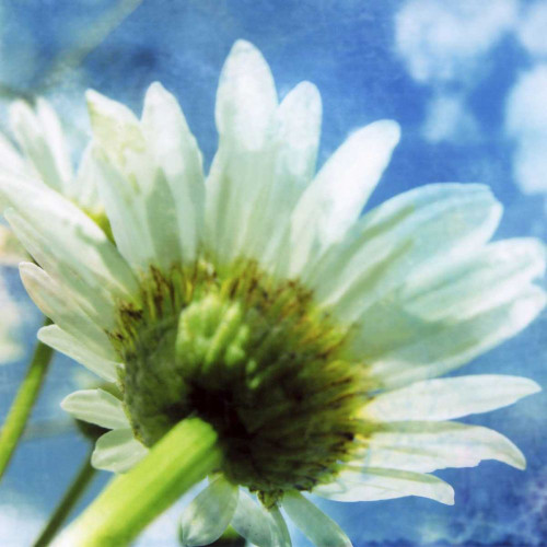 Daisies I Poster Print - Ingrid Blixt