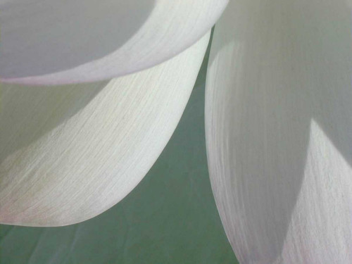Lotus Detail I Poster Print - Jim Christensen