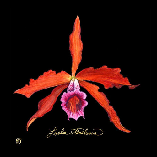 Vivid Orchid II Poster Print - Ginny Joyner