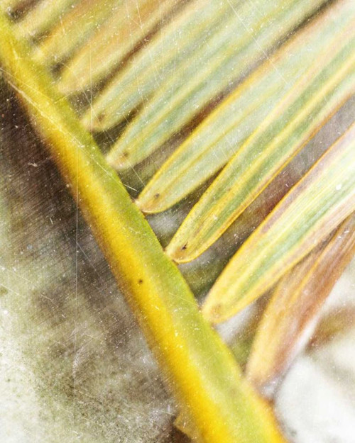 Frond Study II Poster Print - Emily Robinson