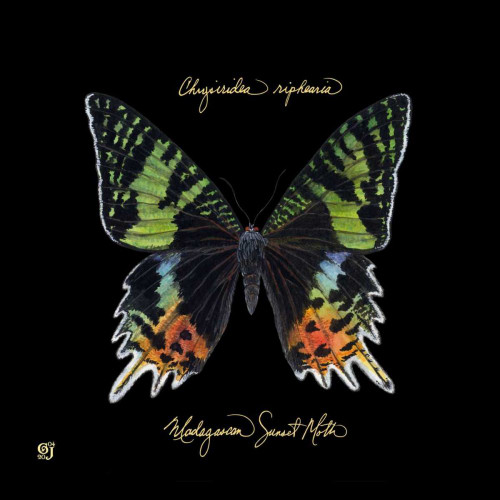 Striking Butterfly II Poster Print - Ginny Joyner