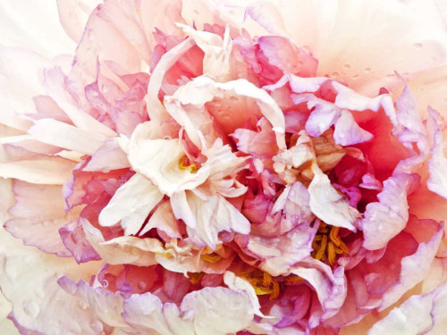 Monets Peony I Poster Print - Rachel Perry