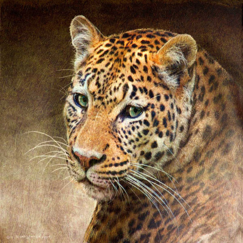 Leopard Poster Print - Chris Vest