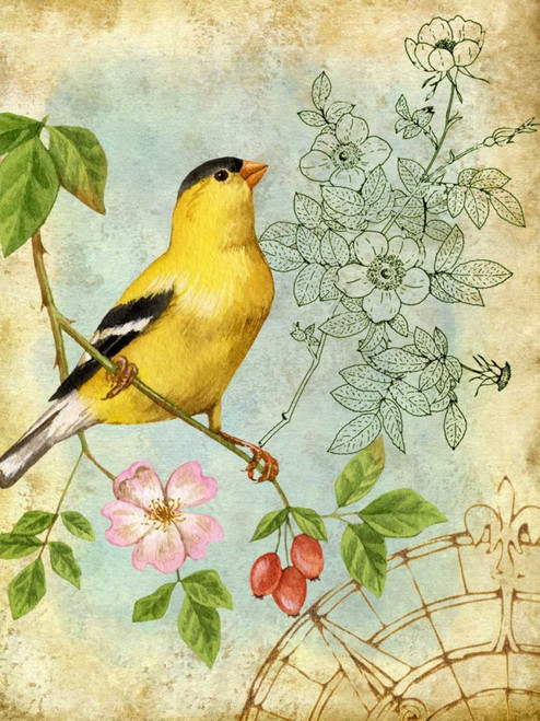Songbird Sketchbook III Poster Print - Jane Maday