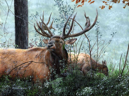 Elk Foraging Poster Print - Kevin Daniel