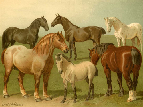 Horse Breeds II Poster Print - Emil Volkers