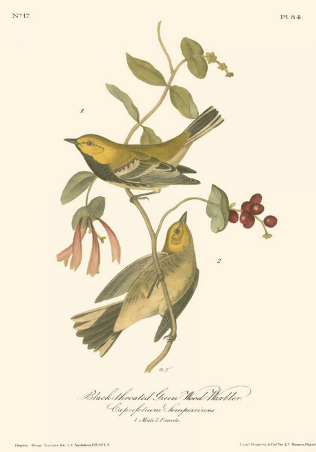 Black-throated Green Wood Warbler Poster Print - John James Audubon