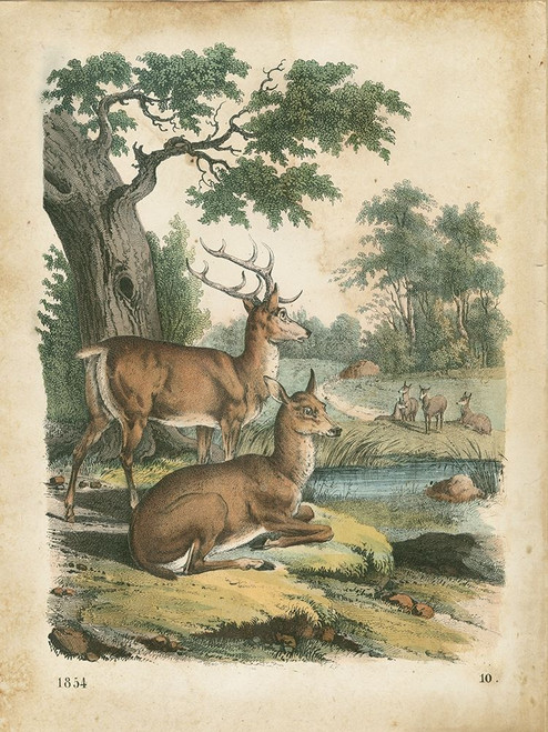 Natures Gathering IV Poster Print - John Wiek