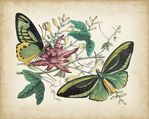 Fanciful Flight II Poster Print - John Wiek