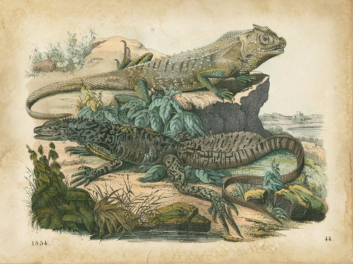 Natures Gathering VI Poster Print - John Wiek