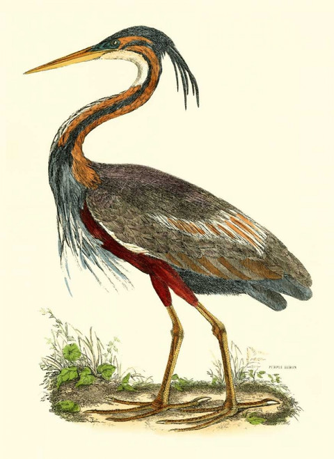 Purple Heron Poster Print - John Selby
