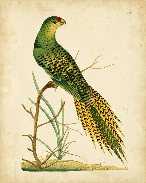 Nodder Tropical Bird IV Poster Print - Frederick P. Nodder