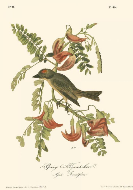 Pipiry Flycatcher Poster Print - John James Audubon