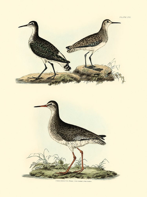 Selby Sandpipers II Poster Print - John Selby
