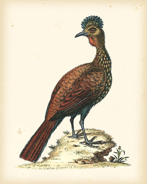 Regal Pheasants V Poster Print - George Edwards