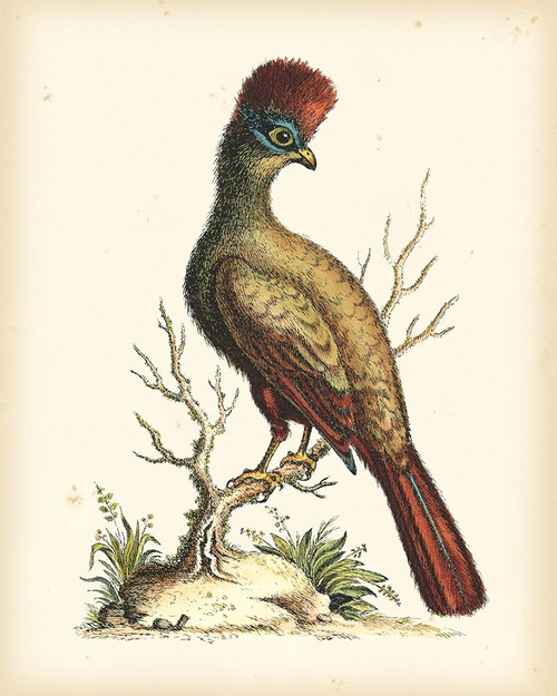 Regal Pheasants IV Poster Print - George Edwards