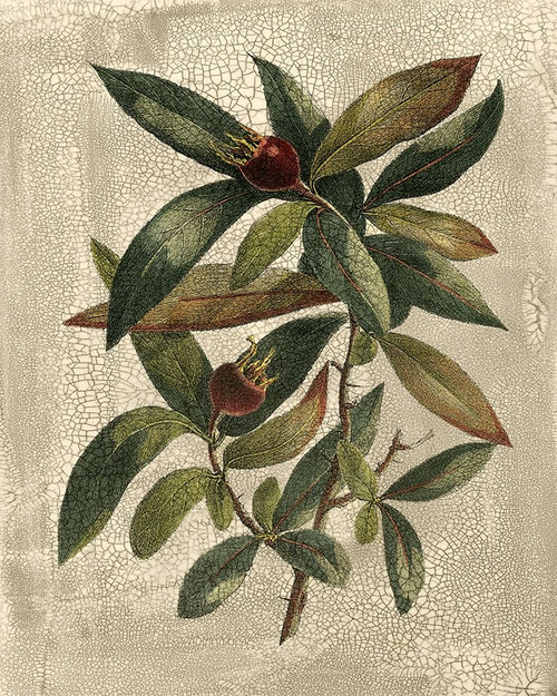 Deshayes Tree III Poster Print - Gerard Paul Deshayes