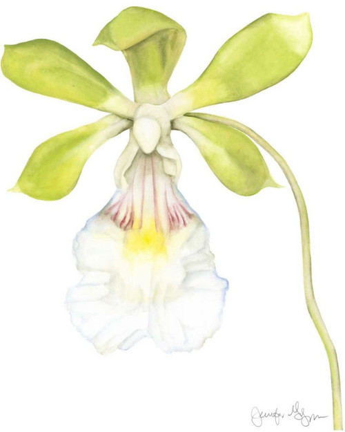 Small Orchid Beauty I Poster Print - Jennifer Goldberger
