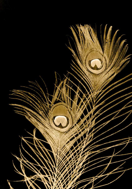 Plumes Dor II Poster Print - Jason Johnson