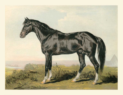 Cassells Horse II Poster Print - Cassel