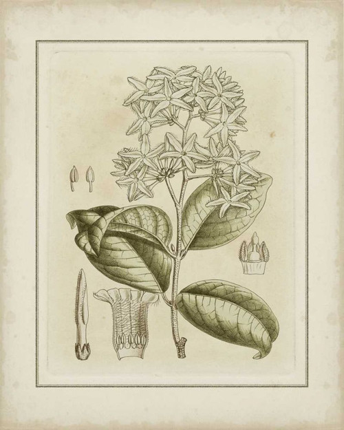 Small Tinted Botanical III Poster Print - Curtis