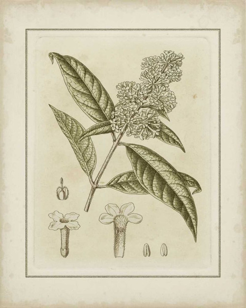 Small Tinted Botanical II Poster Print - Curtis