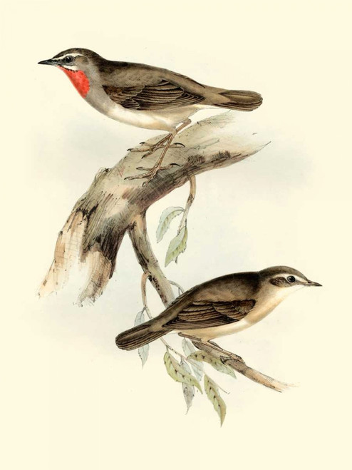 Goulds Gorget Warbler Poster Print - John Gould