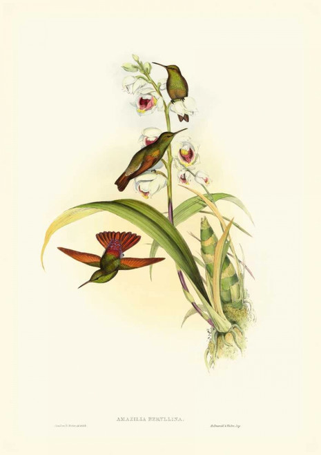 Gould Hummingbird II Poster Print - John Gould