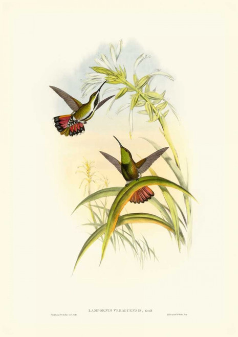 Gould Hummingbird I Poster Print - John Gould