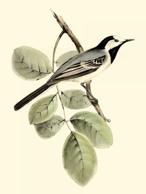 Goulds White Wagtail Poster Print - John Gould