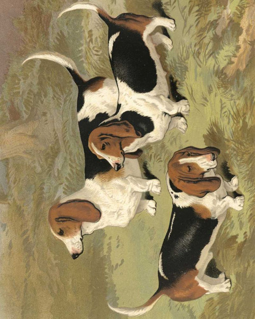 Basset Hounds Poster Print - Vero Shaw