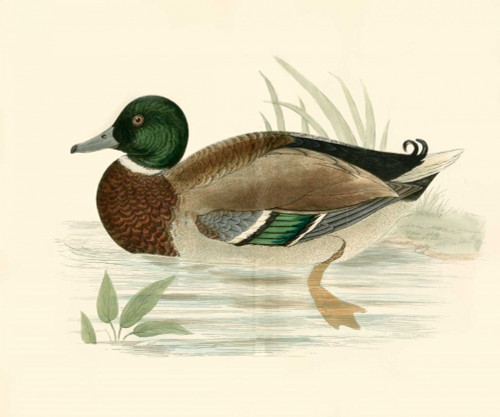 Morris Ducks I Poster Print - Morris