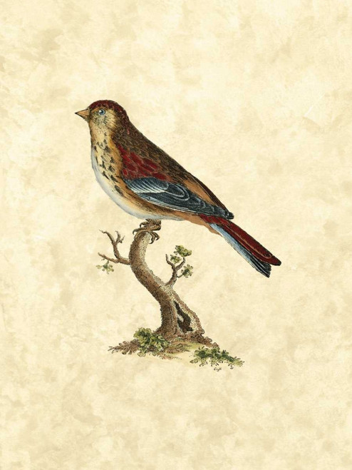 Selby Birds IV Poster Print - John Selby