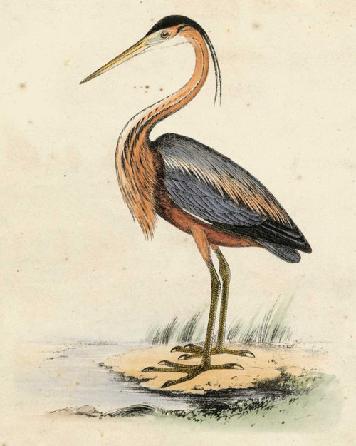 Antique Heron II Poster Print - Unknown