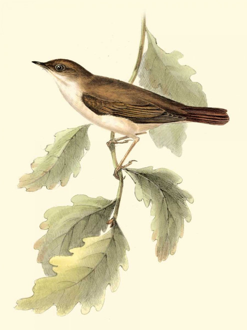 Goulds Nightingale Poster Print - John Gould
