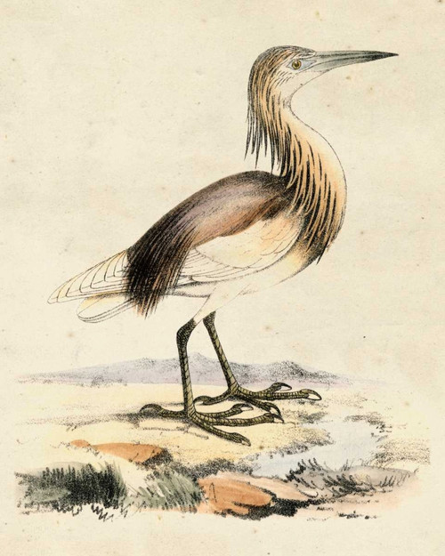 Antique Heron I Poster Print - Unknown