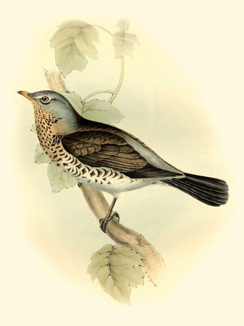 Goulds Fieldfare Poster Print - John Gould