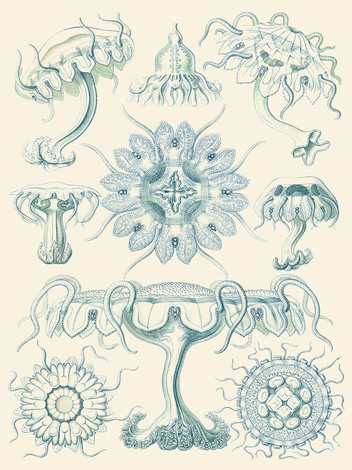 Sophisticated Sealife III Poster Print - Ernst Haeckel
