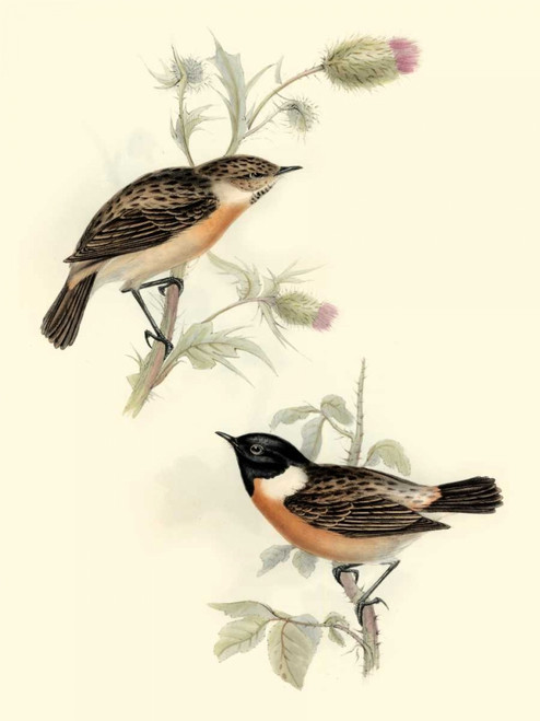 Goulds Stone-chat Poster Print - John Gould