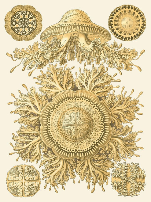Sophisticated Sealife I Poster Print - Ernst Haeckel