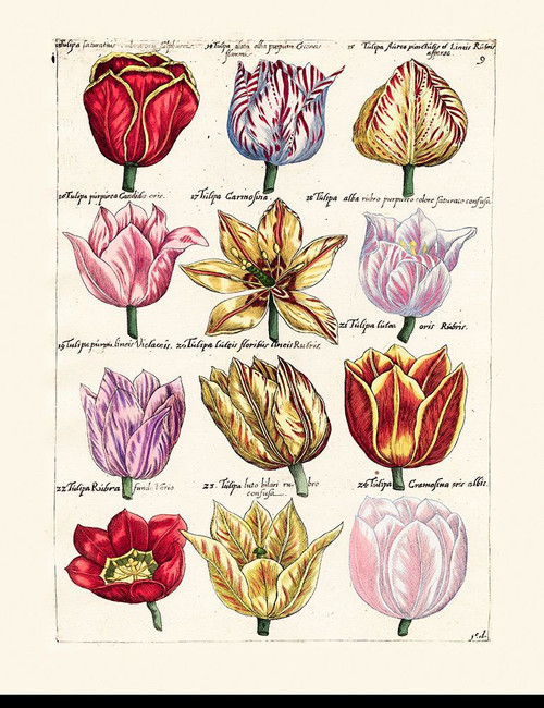 Tulips en Masse I Poster Print - Unknown